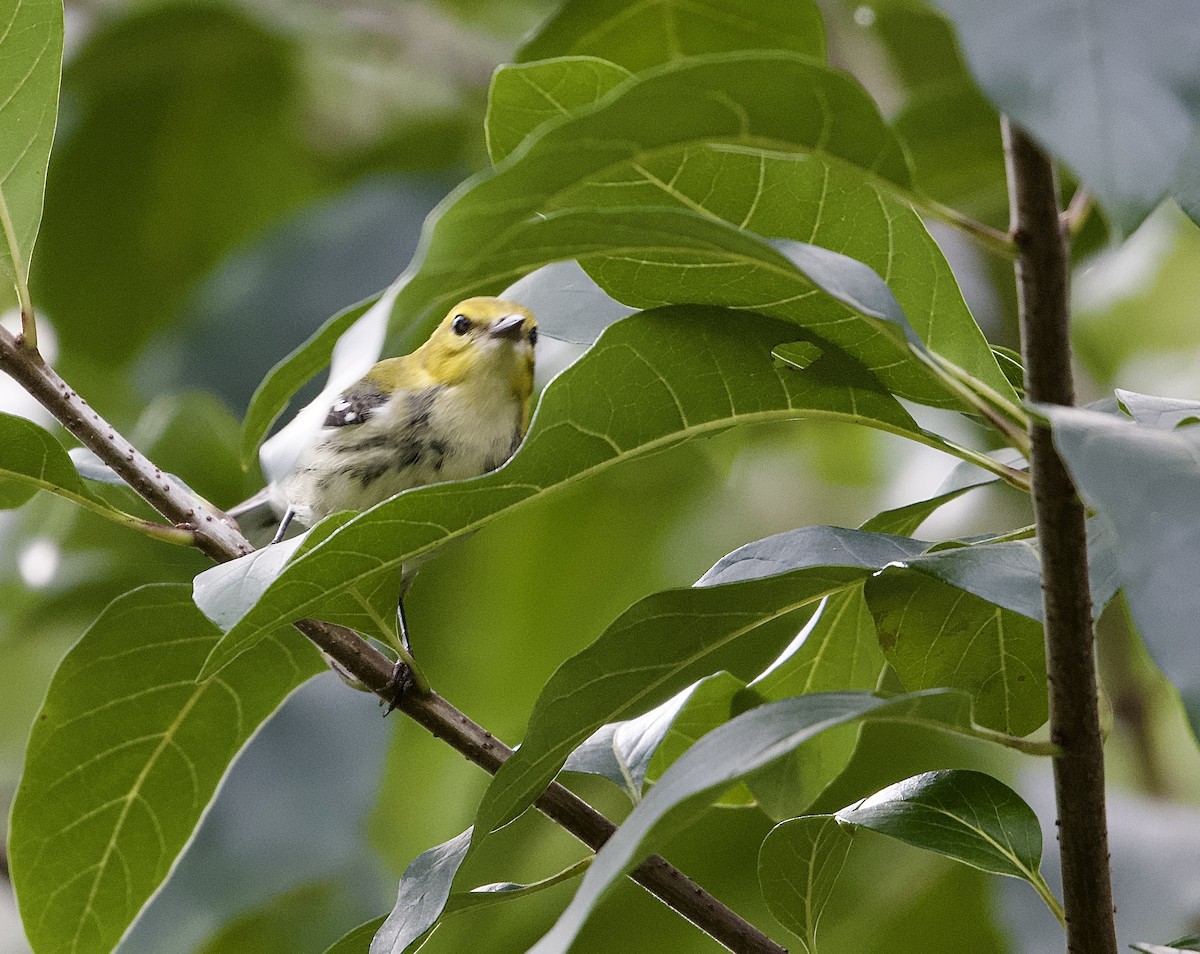 Grünmantel-Waldsänger - ML642710257