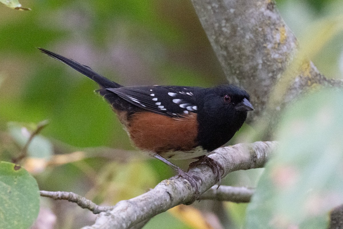Spotted Towhee - ML642710259