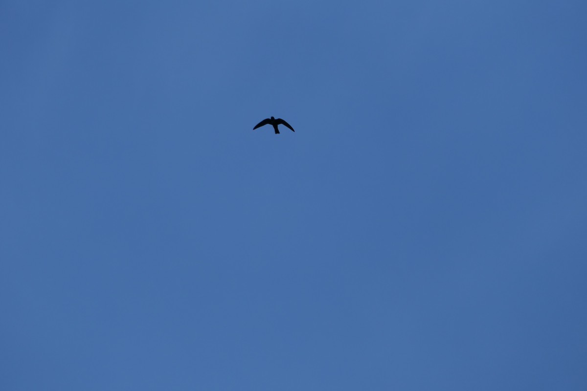 クビワアマツバメ - ML642710277