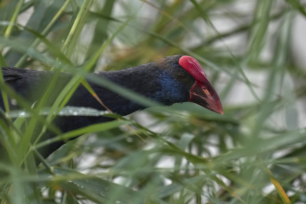 Western Swamphen - ML642710282