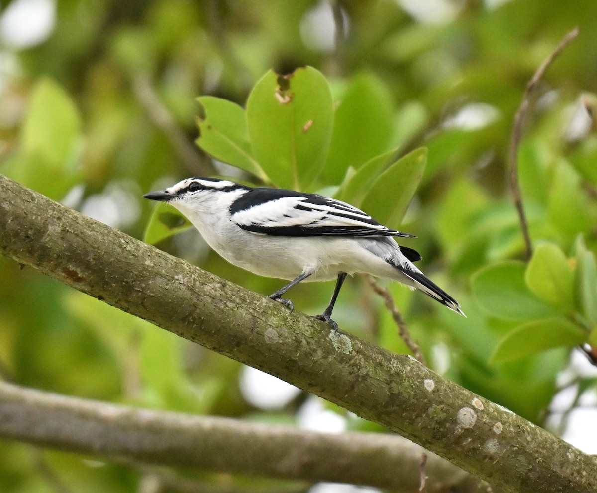 Pied Triller - ML642710285