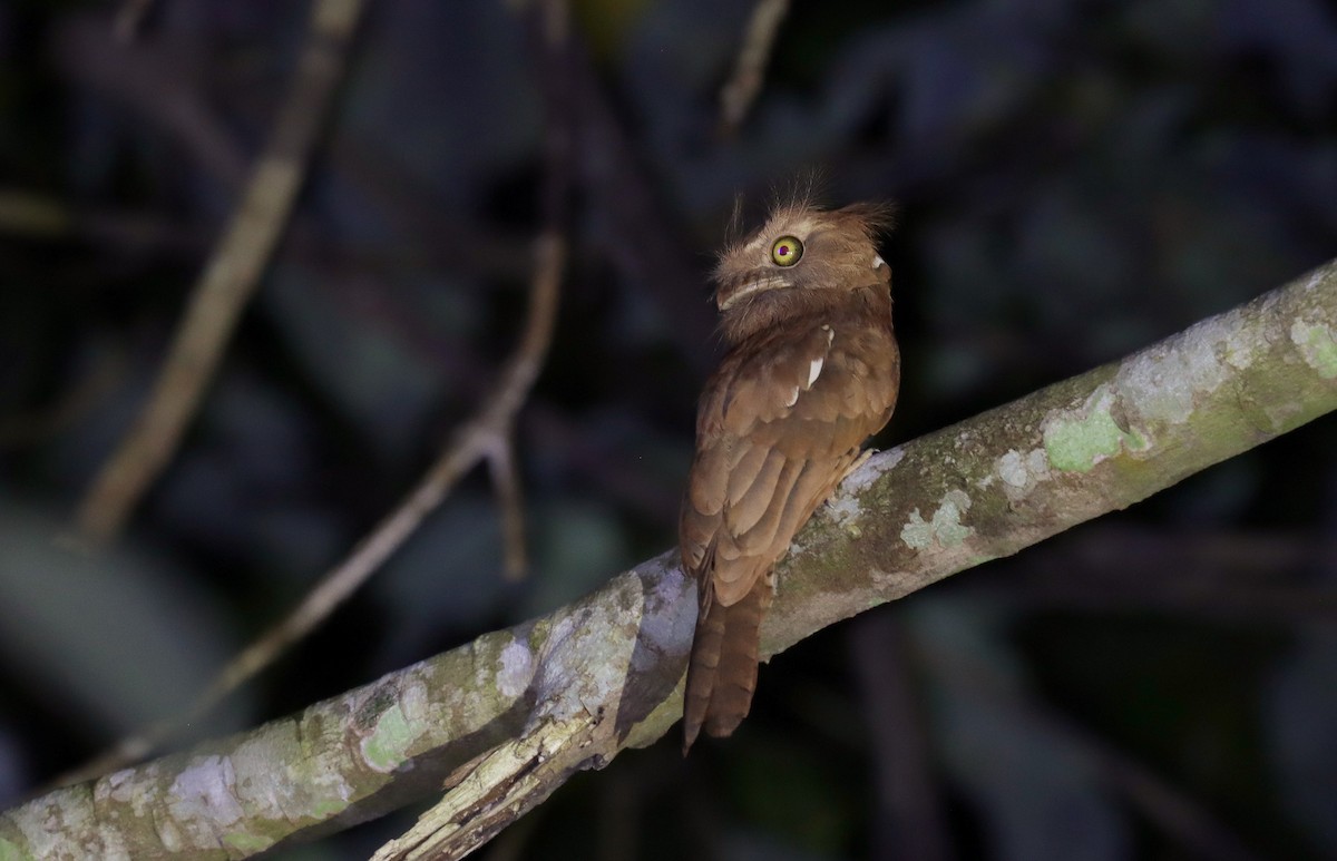 Palawan Frogmouth - ML642710293