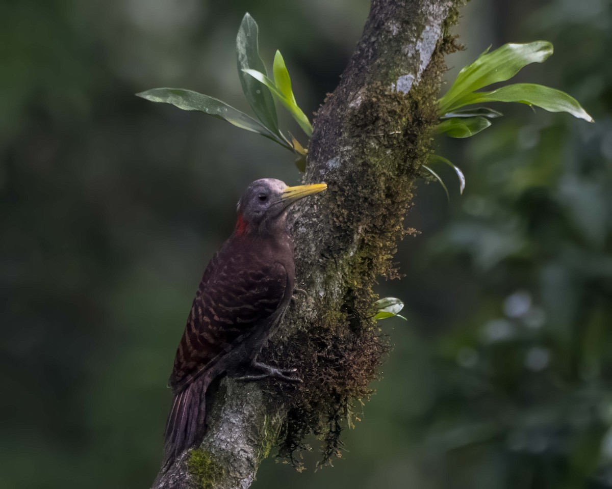 Bay Woodpecker - ML642710314