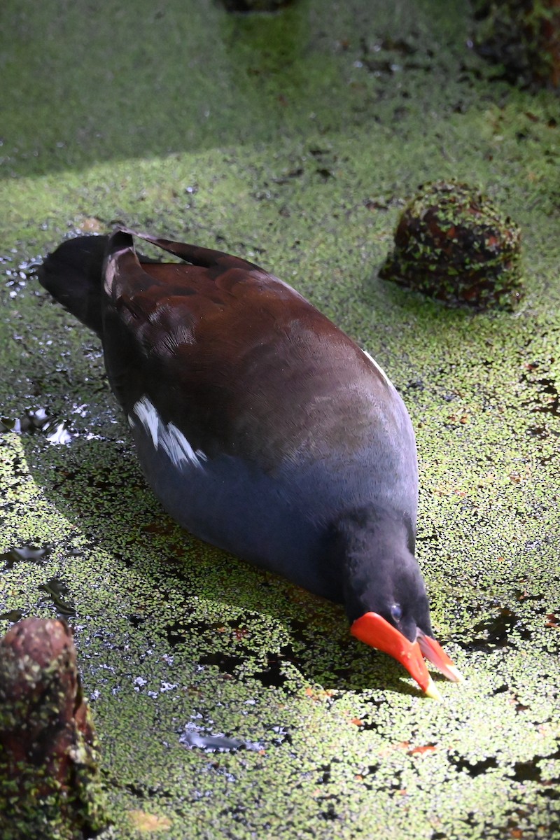 Common Gallinule - ML642710318