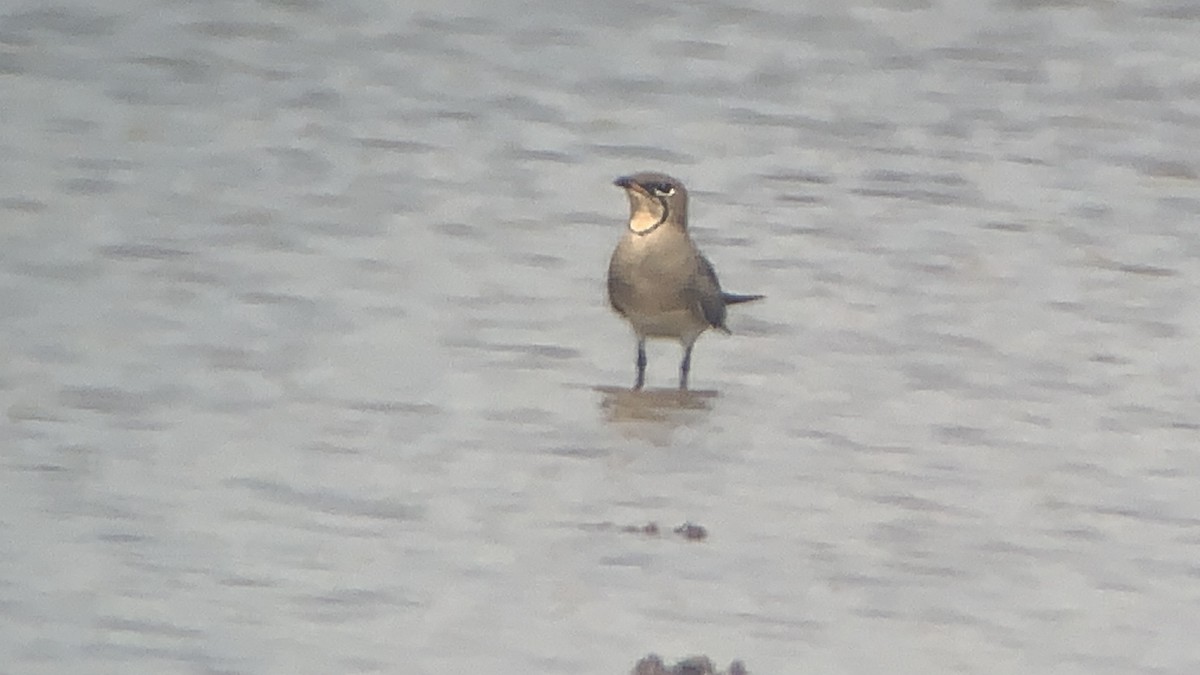 Collared Pratincole - ML642710331