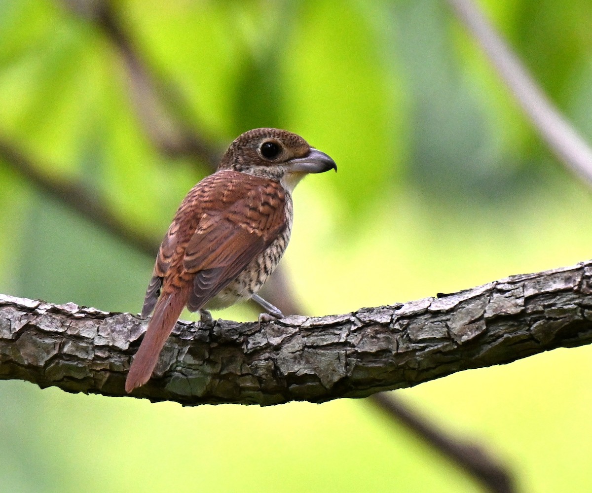 Tiger Shrike - ML642710333