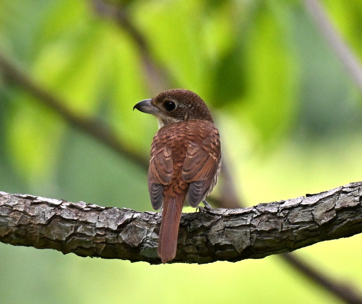 Tiger Shrike - ML642710334