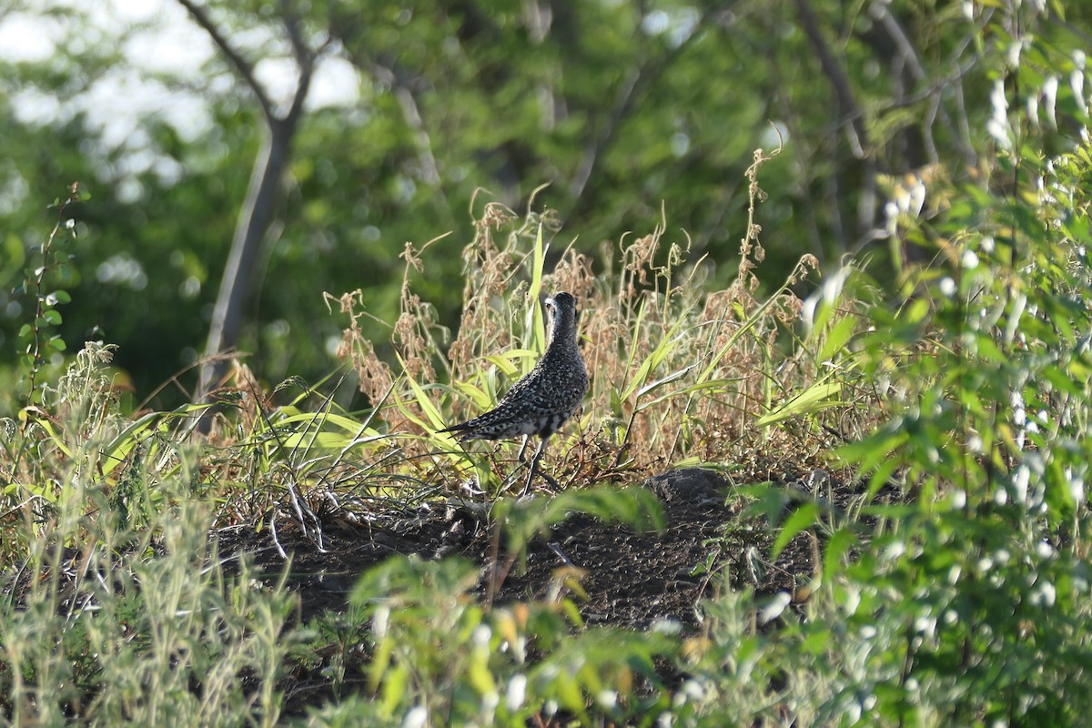 American Golden-Plover - ML642710337