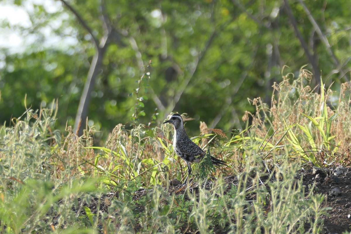 American Golden-Plover - ML642710338