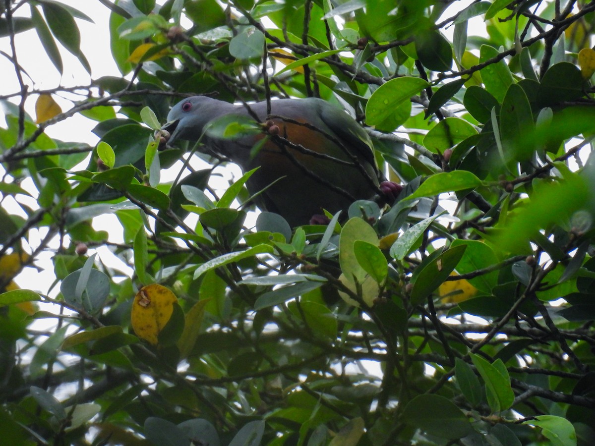 Pink-necked Green-Pigeon - ML642710348