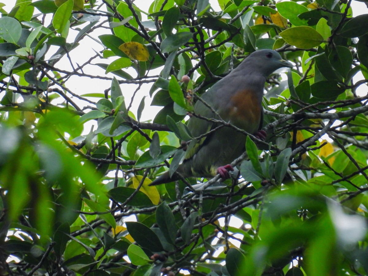 Pink-necked Green-Pigeon - ML642710349