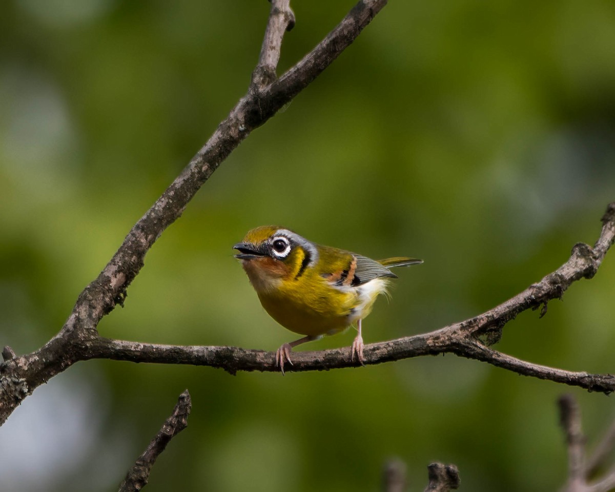 Black-eared Shrike-Babbler - ML642710352