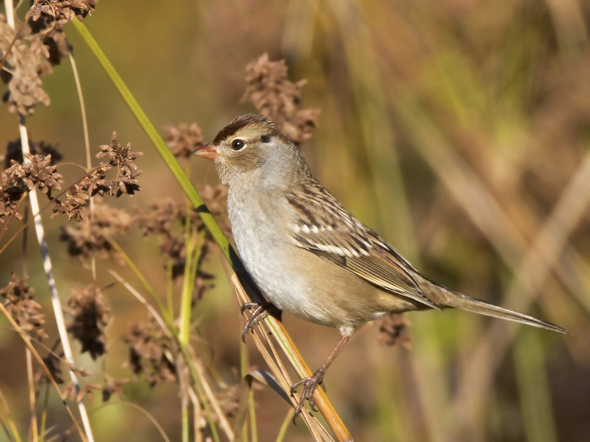 White-crowned Sparrow - ML642710353