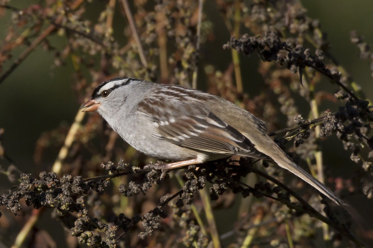 White-crowned Sparrow - ML642710354