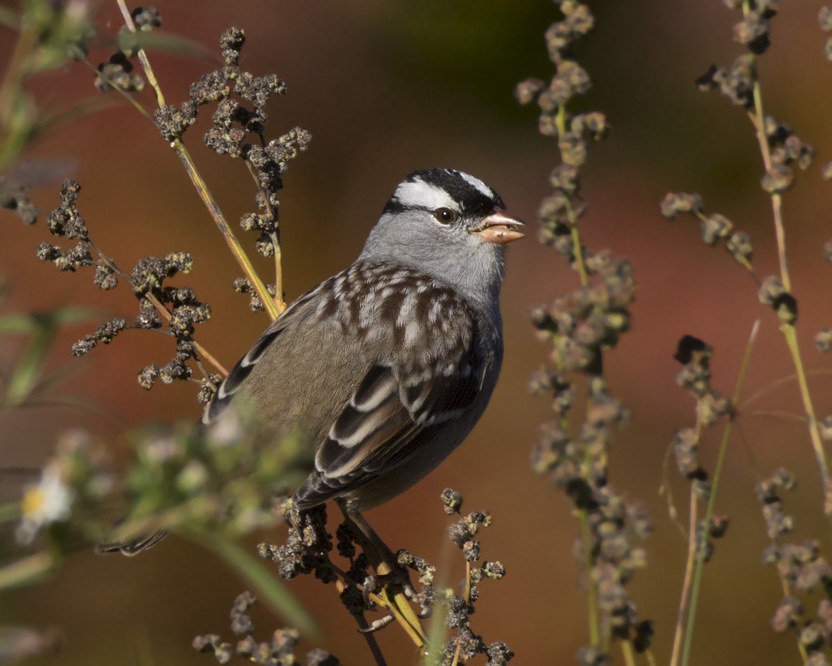 White-crowned Sparrow - ML642710355