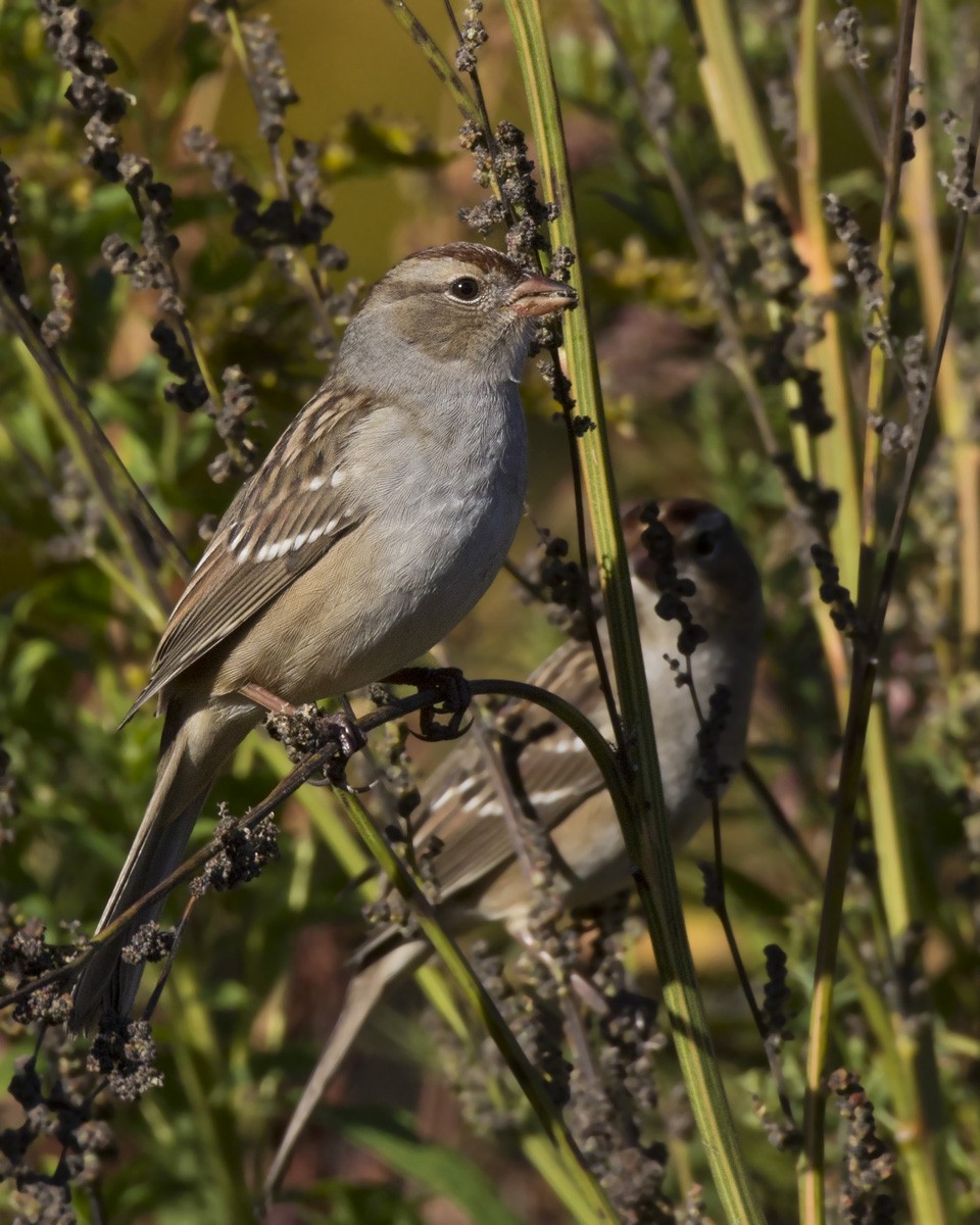 White-crowned Sparrow - ML642710357