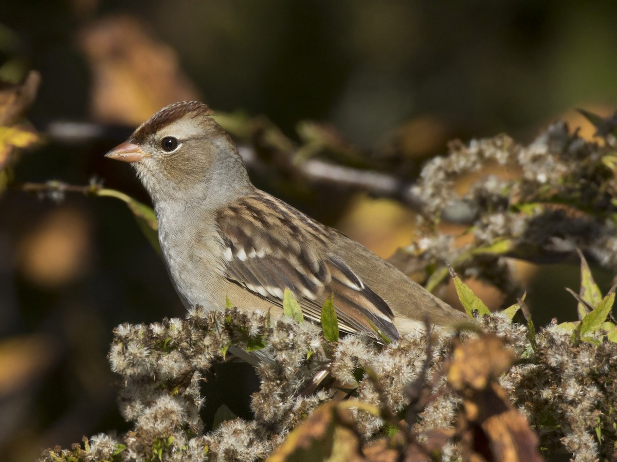 White-crowned Sparrow - ML642710358