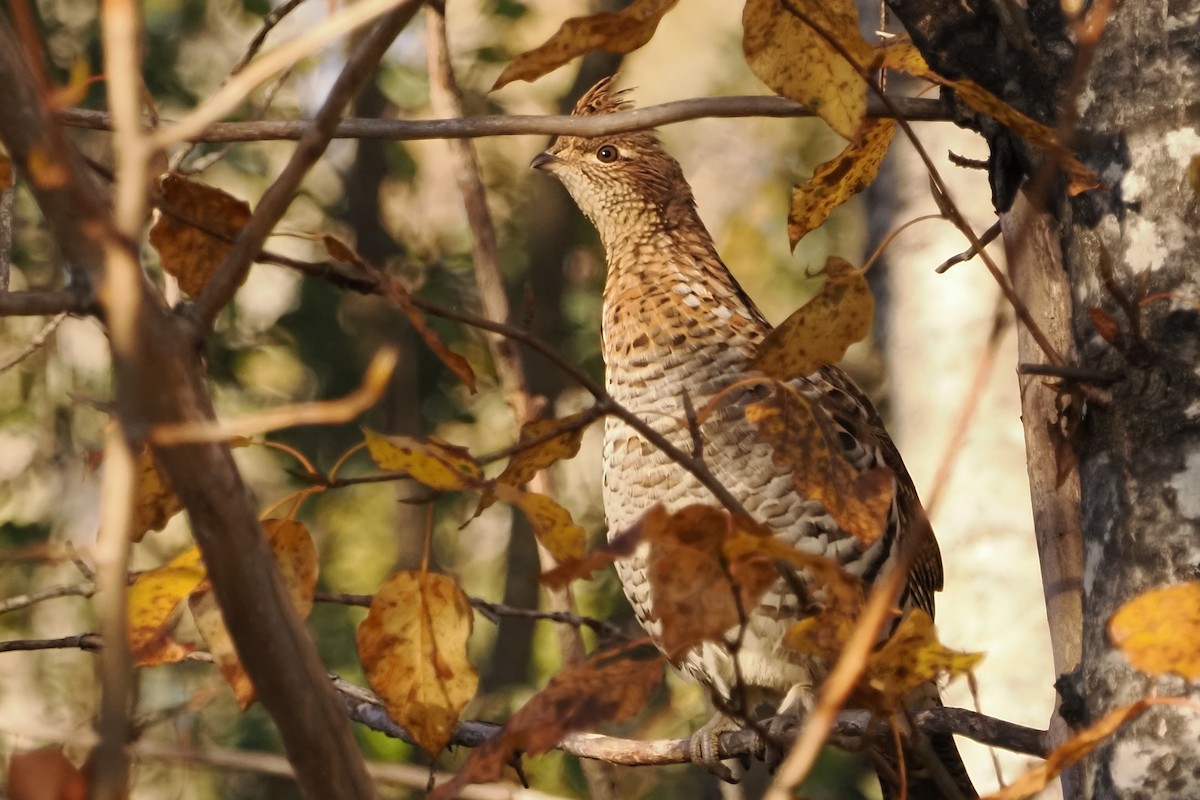 Ruffed Grouse - ML642710359