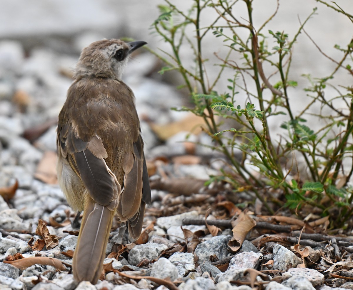 Yellow-vented Bulbul - ML642710360