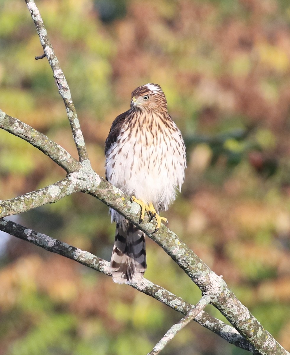Cooper's Hawk - ML642710365