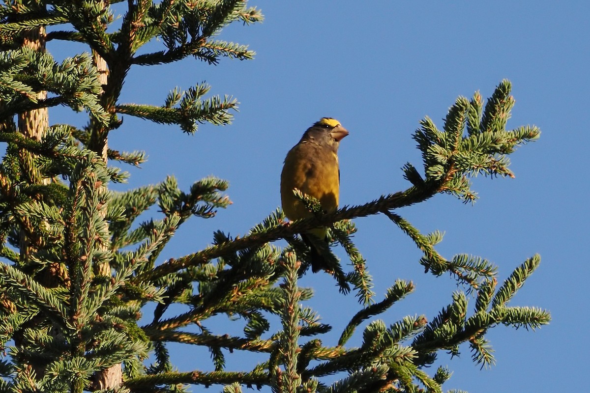 Evening Grosbeak - ML642710368