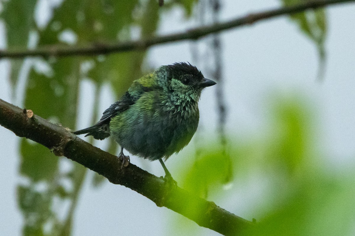 Black-capped Tanager - ML642710371