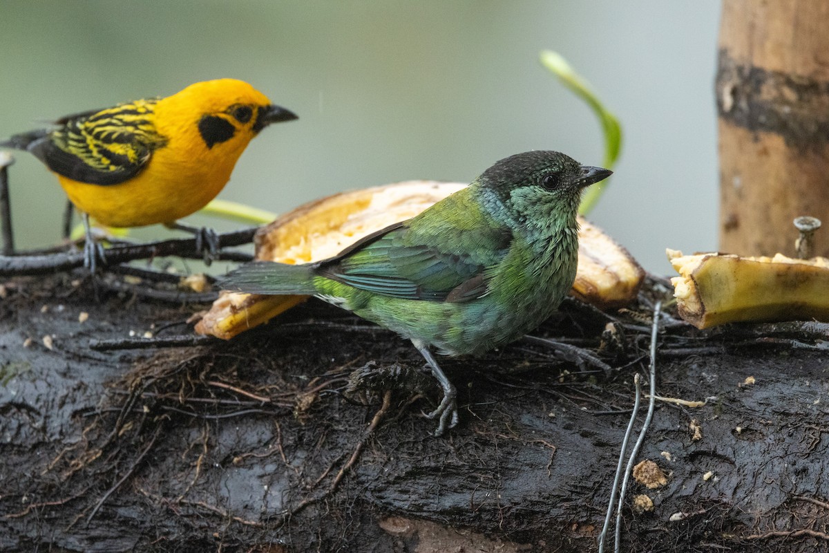 Black-capped Tanager - ML642710372