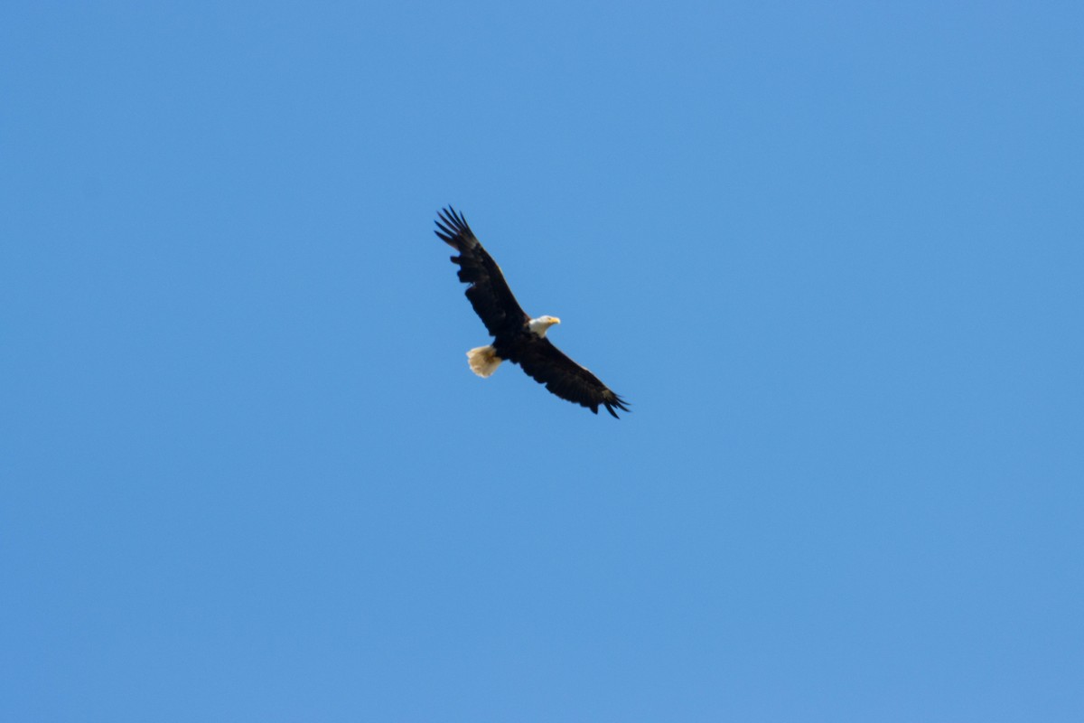 Bald Eagle - ML642710373