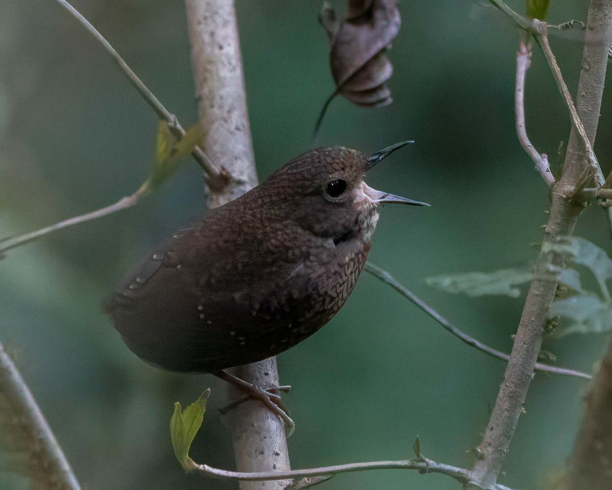 Pygmy Cupwing - ML642710374