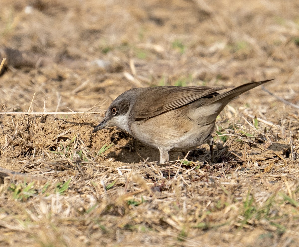 Common Babbler - ML642710378