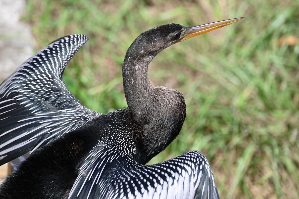 Anhinga - ML642710379
