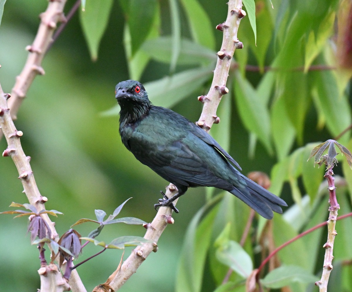 Asian Glossy Starling - ML642710381