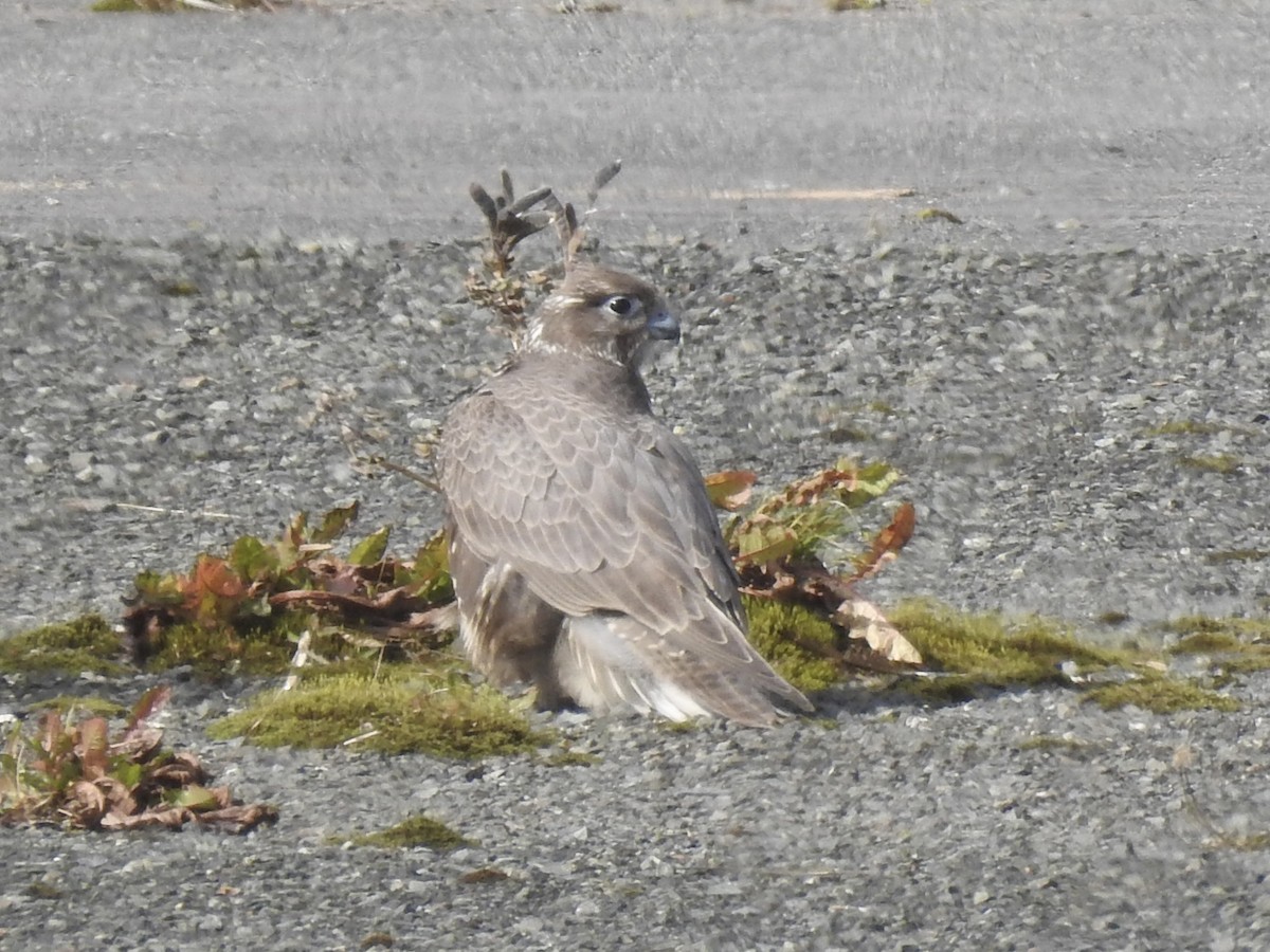 Gyrfalcon - ML642710383