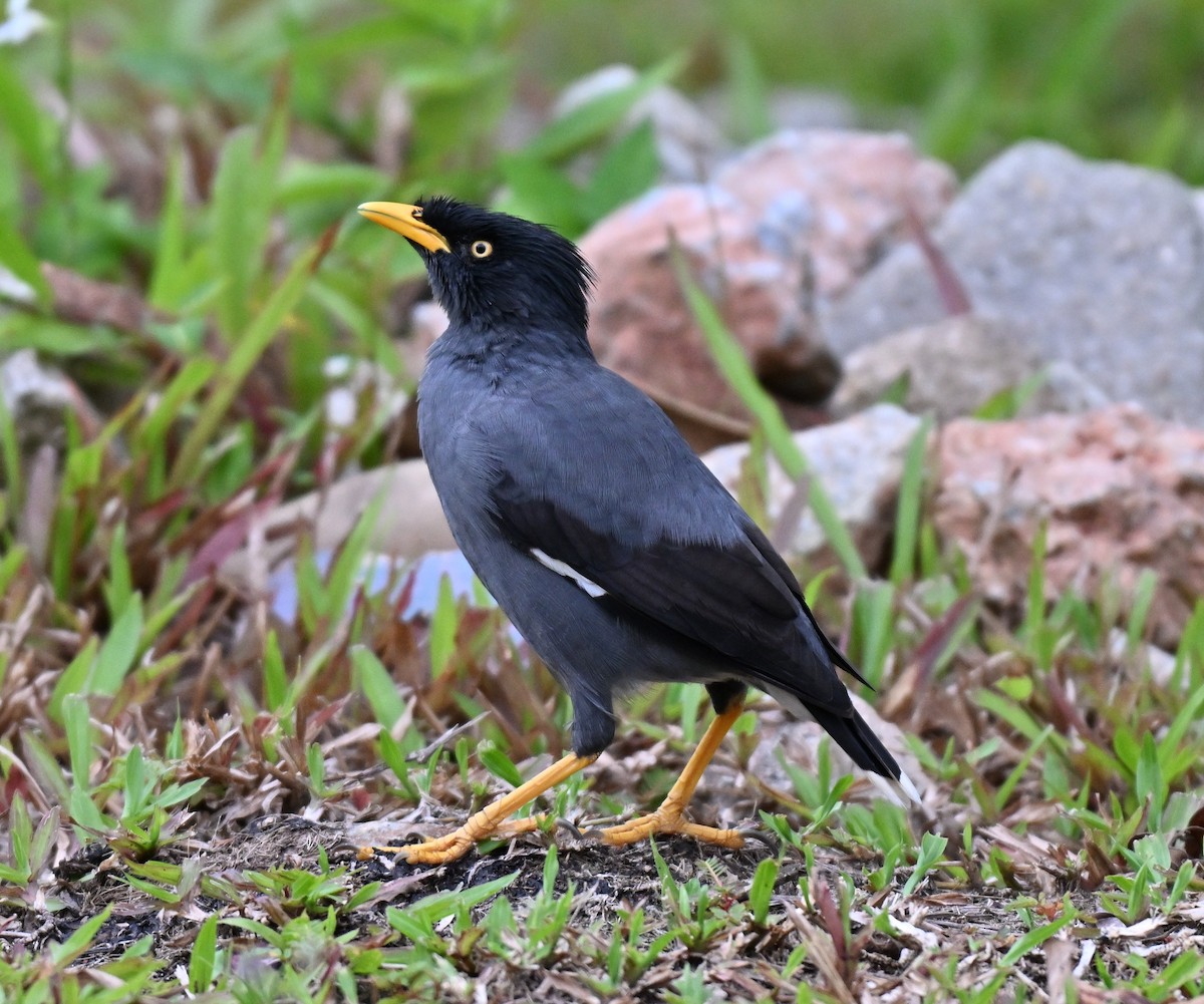 Javan Myna - ML642710385