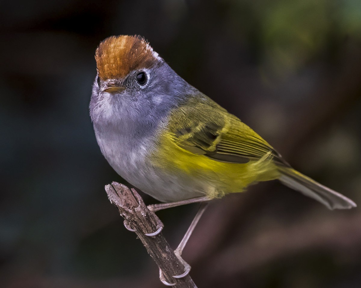 Chestnut-crowned Warbler - ML642710392