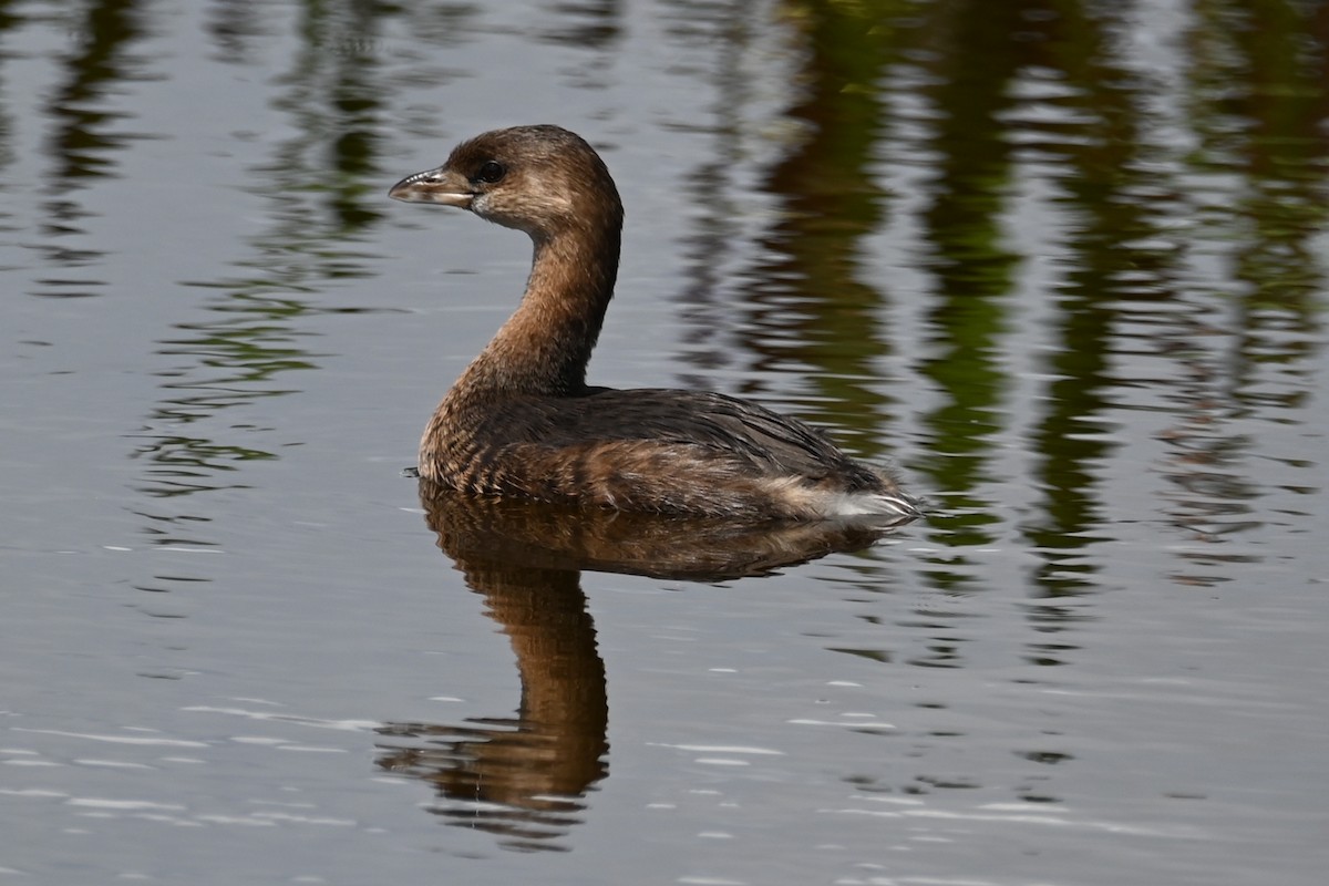 Pied-billed Grebe - ML642710412