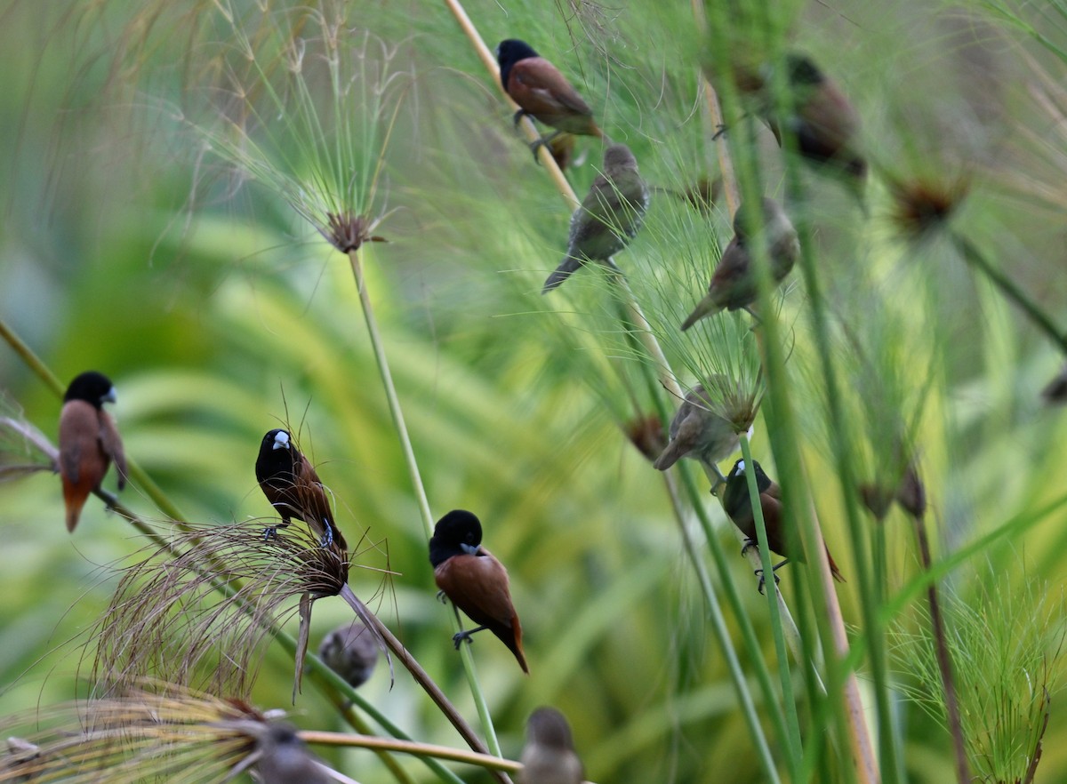 Chestnut Munia - ML642710427