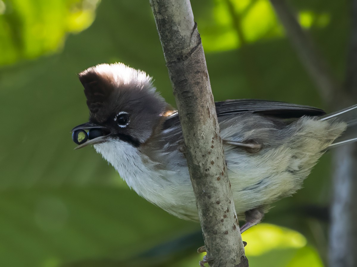 Bıyıklı Yuhina - ML642710449