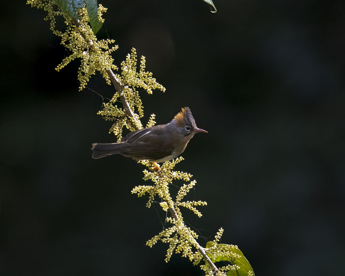 Yuhina à ventre roux - ML642710463