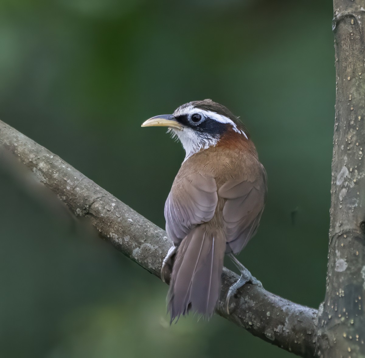 Streak-breasted Scimitar-Babbler - ML642710477