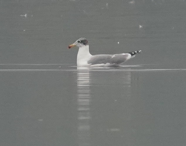 Pallas's Gull - ML642710480