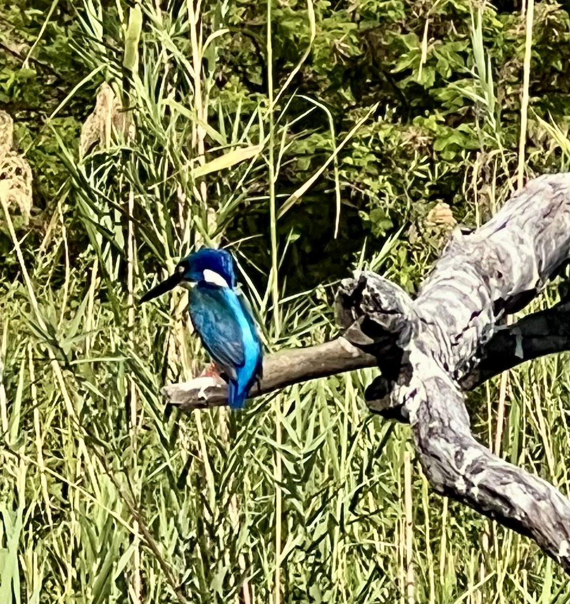 Half-collared Kingfisher - ML642710481