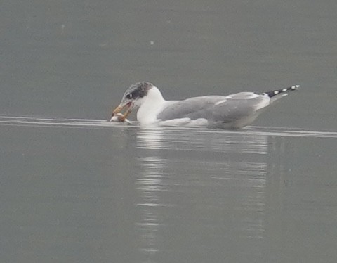 Pallas's Gull - ML642710482