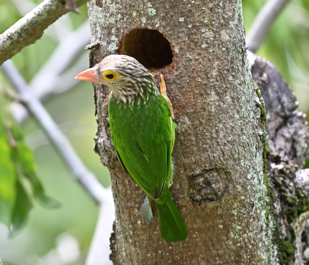 Lineated Barbet - ML642710485
