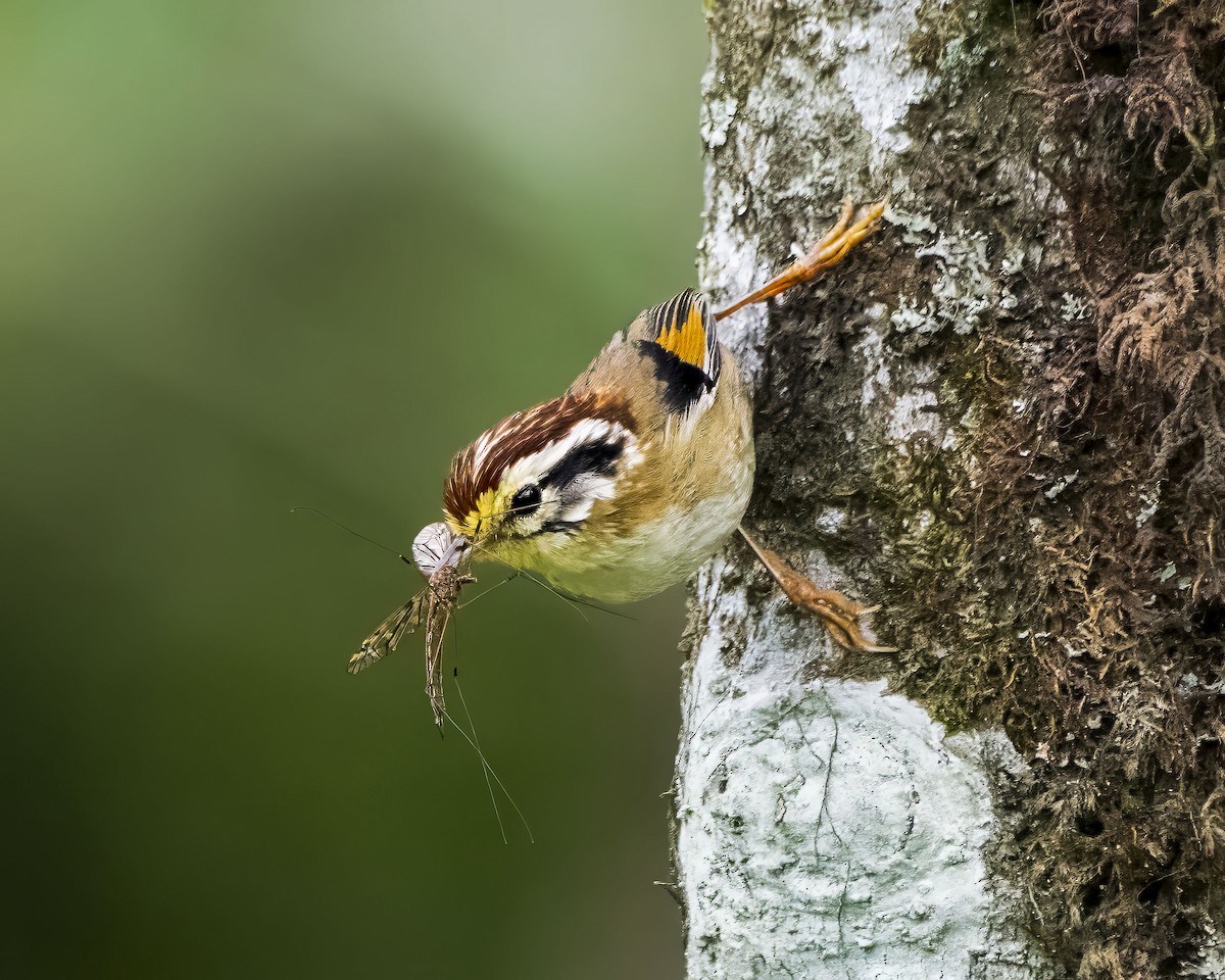 Rufous-winged Fulvetta - ML642710486