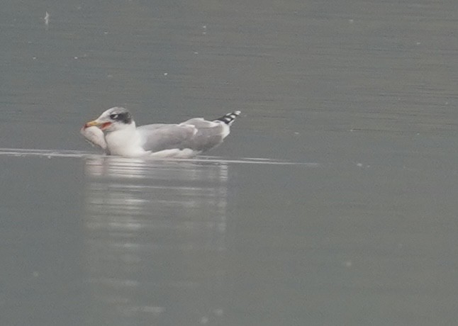 Pallas's Gull - ML642710489