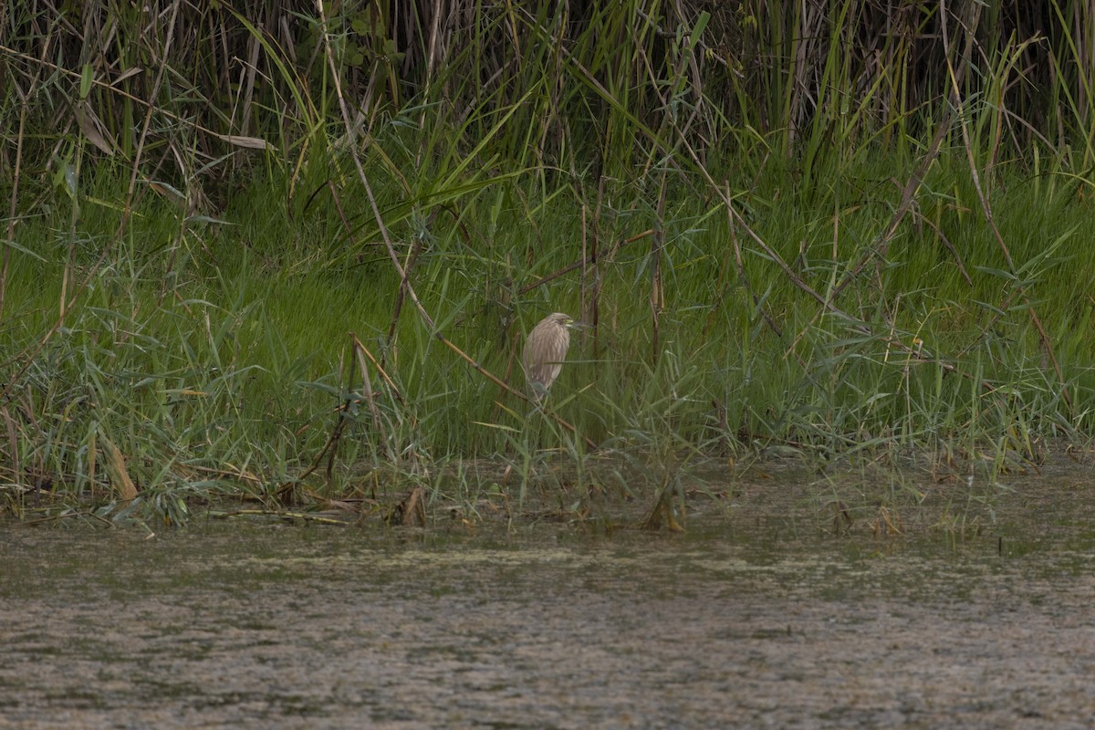 Squacco Heron - ML642710491