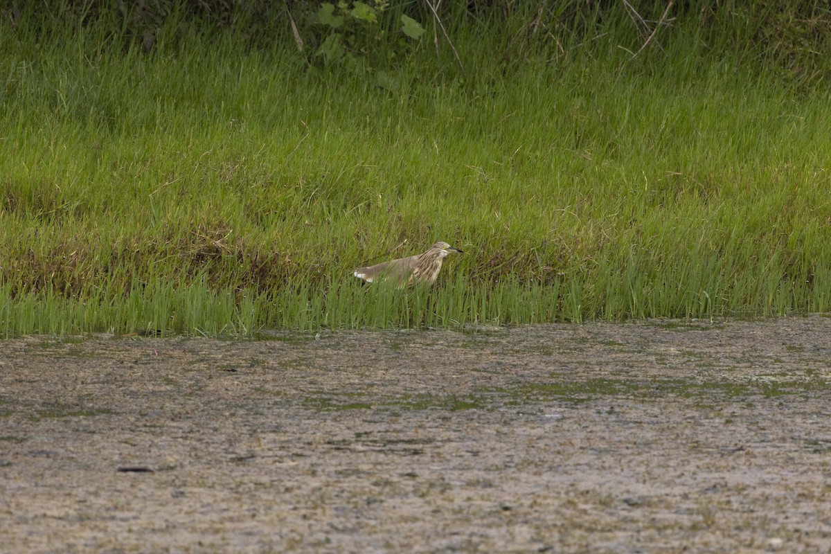 Squacco Heron - ML642710492