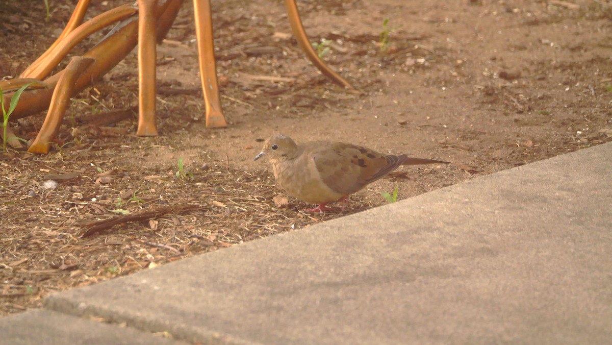 Mourning Dove - ML642710493
