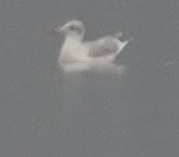 Pallas's Gull - ML642710496